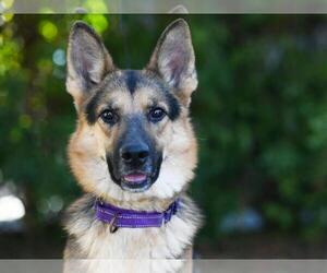 German Shepherd Dog-Unknown Mix Dogs for adoption in Tavares, FL, USA