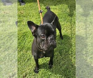 French Bulldog Dogs for adoption in Camarillo, CA, USA