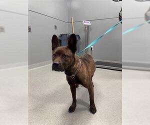 Dutch Shepherd -Unknown Mix Dogs for adoption in San Martin, CA, USA