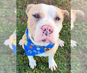 Mutt Dogs for adoption in Tulsa, OK, USA