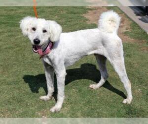 Labradoodle Dogs for adoption in Orange, CA, USA
