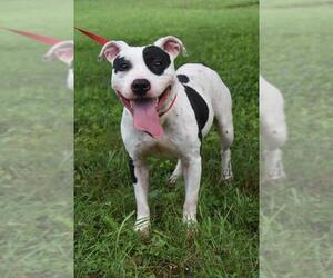 Staffordshire Bull Terrier Dogs for adoption in Temple, GA, USA