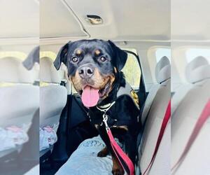 Rottweiler Dogs for adoption in Santa Barbara, CA, USA