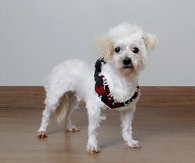 Medium Photo #1 Maltese Puppy For Sale in Eden Prairie, MN, USA