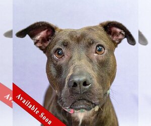 American Staffordshire Terrier-Boxer Mix Dogs for adoption in Huntley, IL, USA