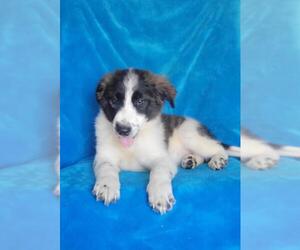 Collie-Unknown Mix Dogs for adoption in Newark, DE, USA