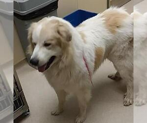 Great Pyrenees Dogs for adoption in Clyde, NC, USA