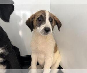 Great Pyrenees-Unknown Mix Dogs for adoption in Visalia, CA, USA