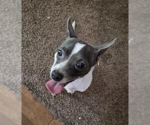 Chihuahua-Unknown Mix Dogs for adoption in San Antonio, TX, USA