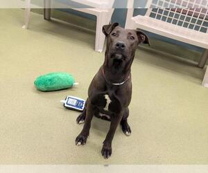 American Pit Bull Terrier-Unknown Mix Dogs for adoption in Moreno Valley, CA, USA