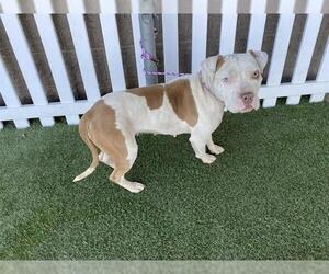 Medium Photo #1 Mutt Puppy For Sale in Modesto, CA, USA