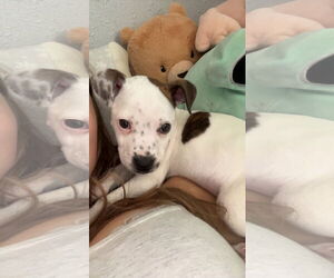 Mutt Dogs for adoption in New London, WI, USA