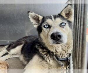 Siberian Husky Dogs for adoption in San Bernardino, CA, USA