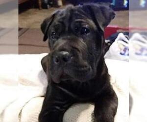 Chinese Shar-Pei Dogs for adoption in Pembroke, GA, USA