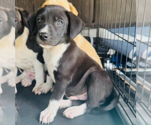 Labrador Retriever-Unknown Mix Dogs for adoption in Claremore, OK, USA