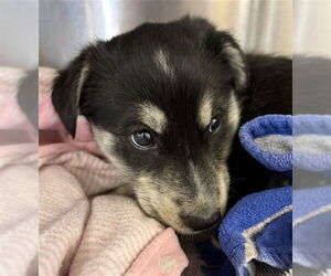 German Shepherd Dog-Unknown Mix Dogs for adoption in Chula Vista, CA, USA