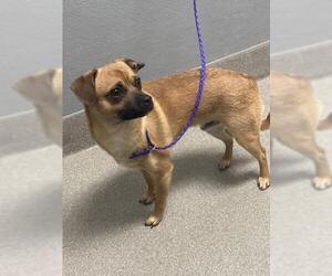 Chihuahua-Unknown Mix Dogs for adoption in Las Vegas, NV, USA