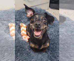 Dachshund-Unknown Mix Dogs for adoption in Lodi, CA, USA