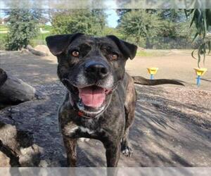 Mutt Dogs for adoption in Martinez, CA, USA