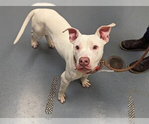 American Pit Bull Terrier Dogs for adoption in Denver, CO, USA