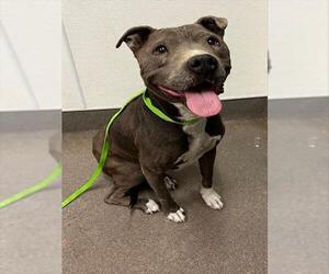American Pit Bull Terrier Dogs for adoption in HESPERIA, CA, USA