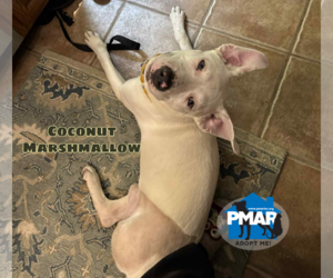 American Pit Bull Terrier-Unknown Mix Dogs for adoption in Binghamton, NY, USA