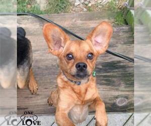 Chug Dogs for adoption in Bellmawr, NJ, USA