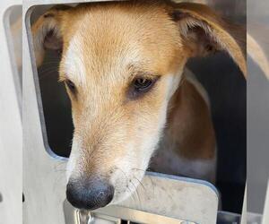 Mutt Dogs for adoption in San Antonio, TX, USA