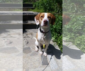 Medium Photo #1 Beagle-Unknown Mix Puppy For Sale in Centreville, VA, USA