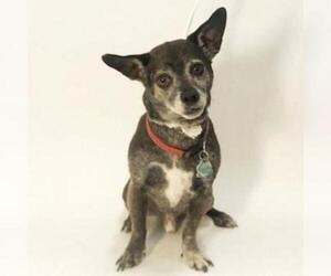 Chihuahua Dogs for adoption in Show Low, AZ, USA