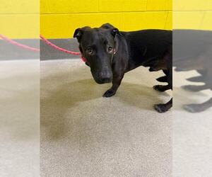 Basset Hound-Labrador Retriever Mix Dogs for adoption in Forestville, MD, USA