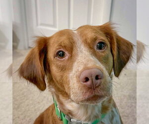 Colonial Cocker Spaniel-Unknown Mix Dogs for adoption in Huntley, IL, USA