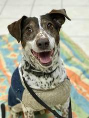 Pointer-Rat Terrier Mix Dogs for adoption in Lockport, IL, USA