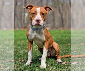 American Pit Bull Terrier-American Staffordshire Terrier Mix Dogs for adoption in Westminster, MA, USA