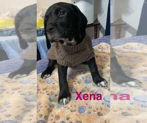 Labrador Retriever-Unknown Mix Dogs for adoption in Sheboygan, WI, USA
