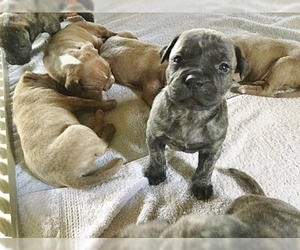 American Pit Bull Terrier Dogs for adoption in Monterey, VA, USA