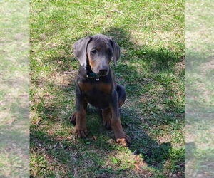 Doberman Pinscher Dogs for adoption in Buffalo, MN, USA