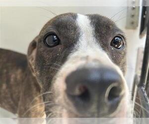 American Pit Bull Terrier Dogs for adoption in Houston, TX, USA