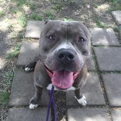 American Pit Bull Terrier Dogs for adoption in New Lenox, IL, USA