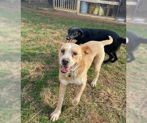 Boxador Dogs for adoption in Arlington, VA, USA