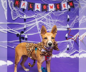 Mutt Dogs for adoption in Fargo, ND, USA