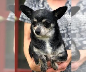 Chihuahua Dogs for adoption in Pacolet, SC, USA