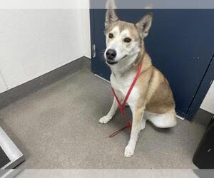 Siberian Husky Dogs for adoption in HESPERIA, CA, USA