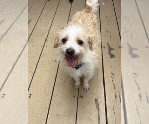 Mutt Dogs for adoption in San Diego, CA, USA