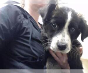 Saint Bernard Dogs for adoption in Palmer, AK, USA