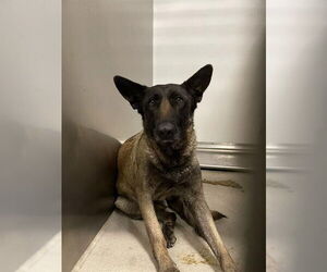 Mutt Dogs for adoption in Modesto, CA, USA