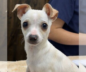 Chihuahua Dogs for adoption in Chico, CA, USA