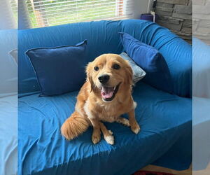 Mutt Dogs for adoption in Candler, NC, USA