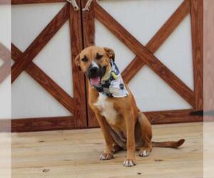 Boxador Dogs for adoption in Pryor, OK, USA