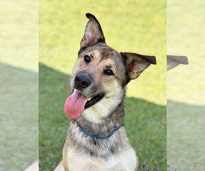 Mutt Dogs for adoption in Spring Lake, NJ, USA